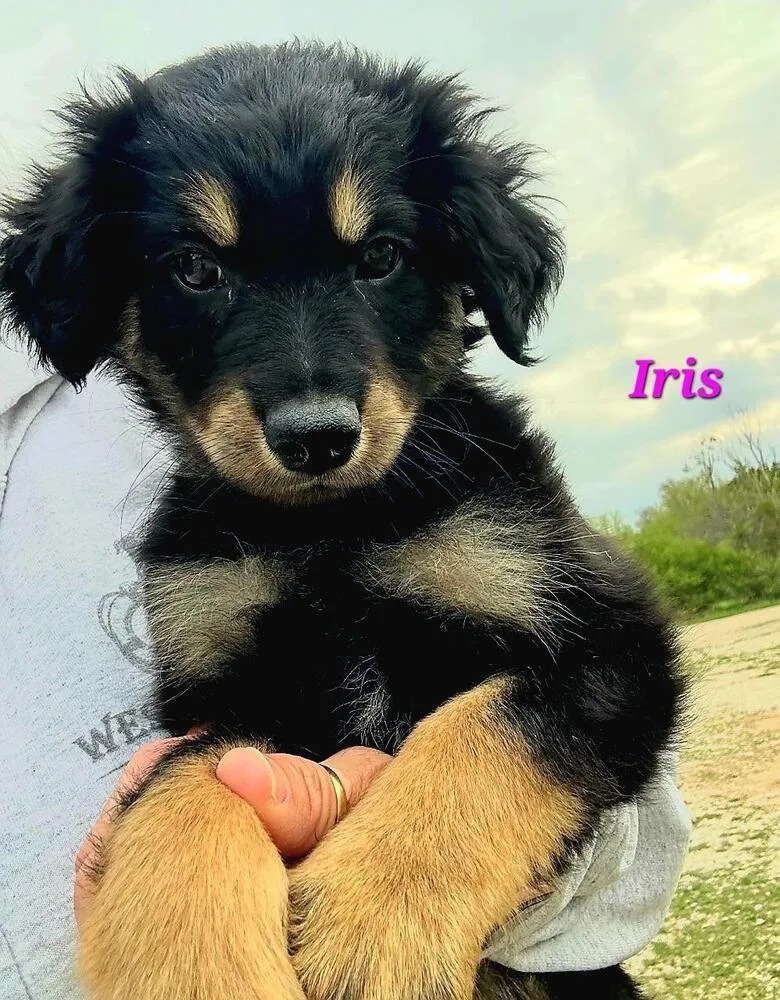 A baby medium-sized female Brown / Chocolate Saint Bernard dog named Iris for adoption in Norfolk, MA
