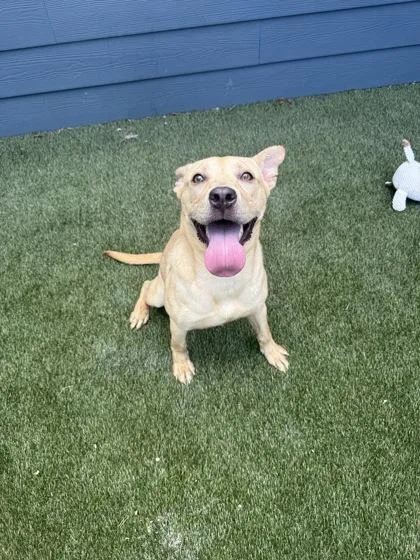 An adult medium-sized female Mixed Breed dog named Layla for adoption in Lafayette, IN