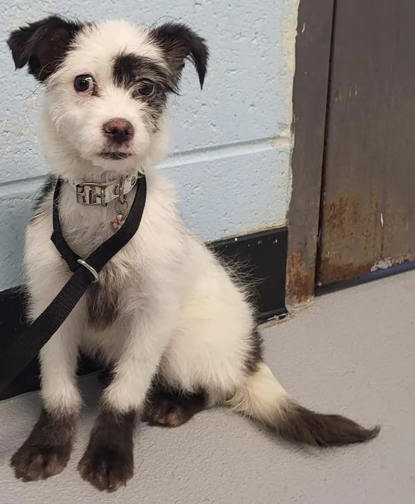 A baby small-sized female Terrier dog named Pen  Bella for adoption in Lawrenceville, GA