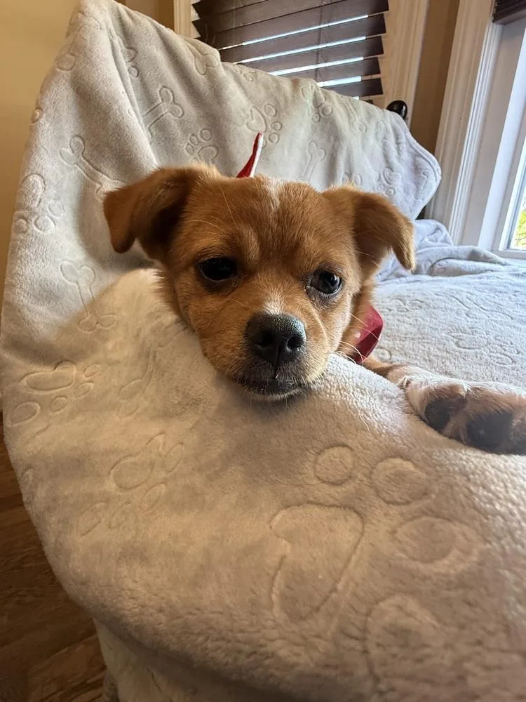 Penny