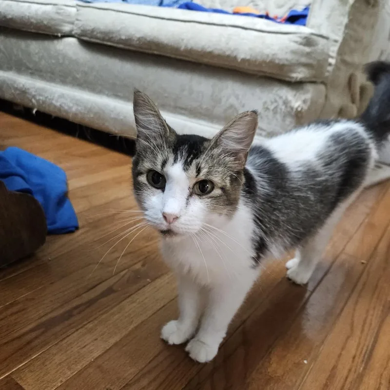 An adult medium-sized female Domestic Long Hair cat named Pumpkin for adoption in Columbia, MO