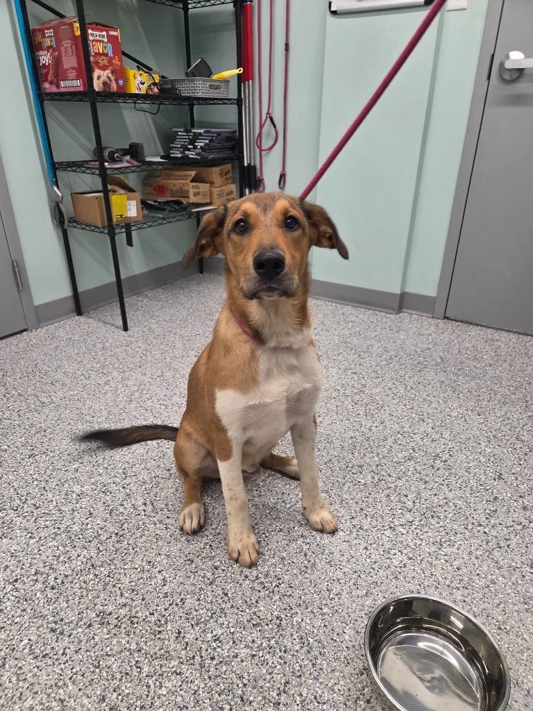 A baby medium-sized male Terrier dog named Leaf for adoption in Athens, TN
