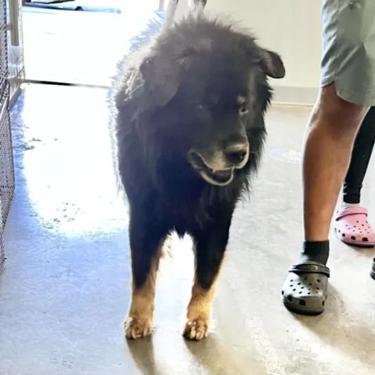An adult large-sized male Chow Chow dog named Tutu for adoption in Los Angeles, CA