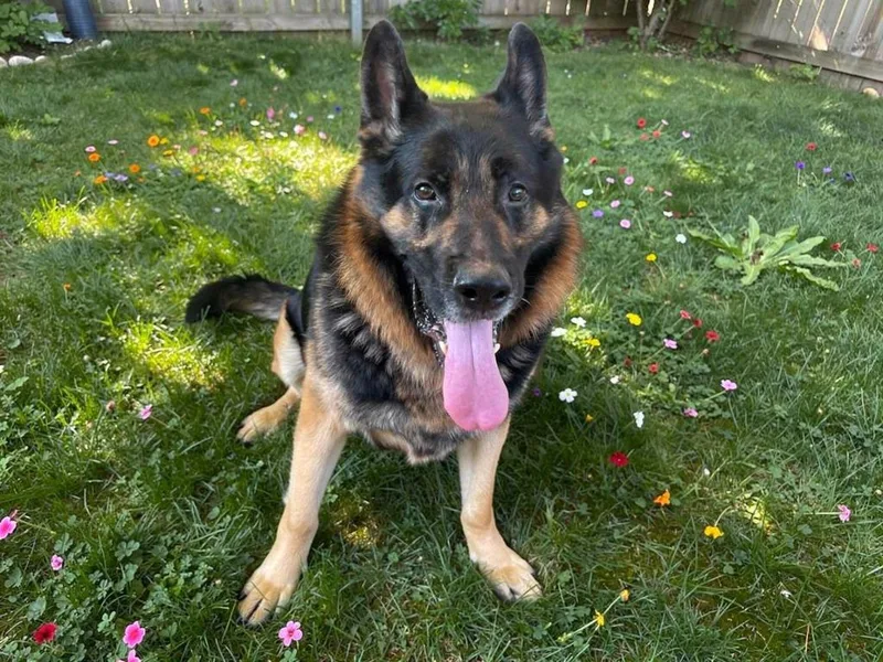 An adult large-sized male German Shepherd Dog dog named Samson for adoption in Sebastian, FL