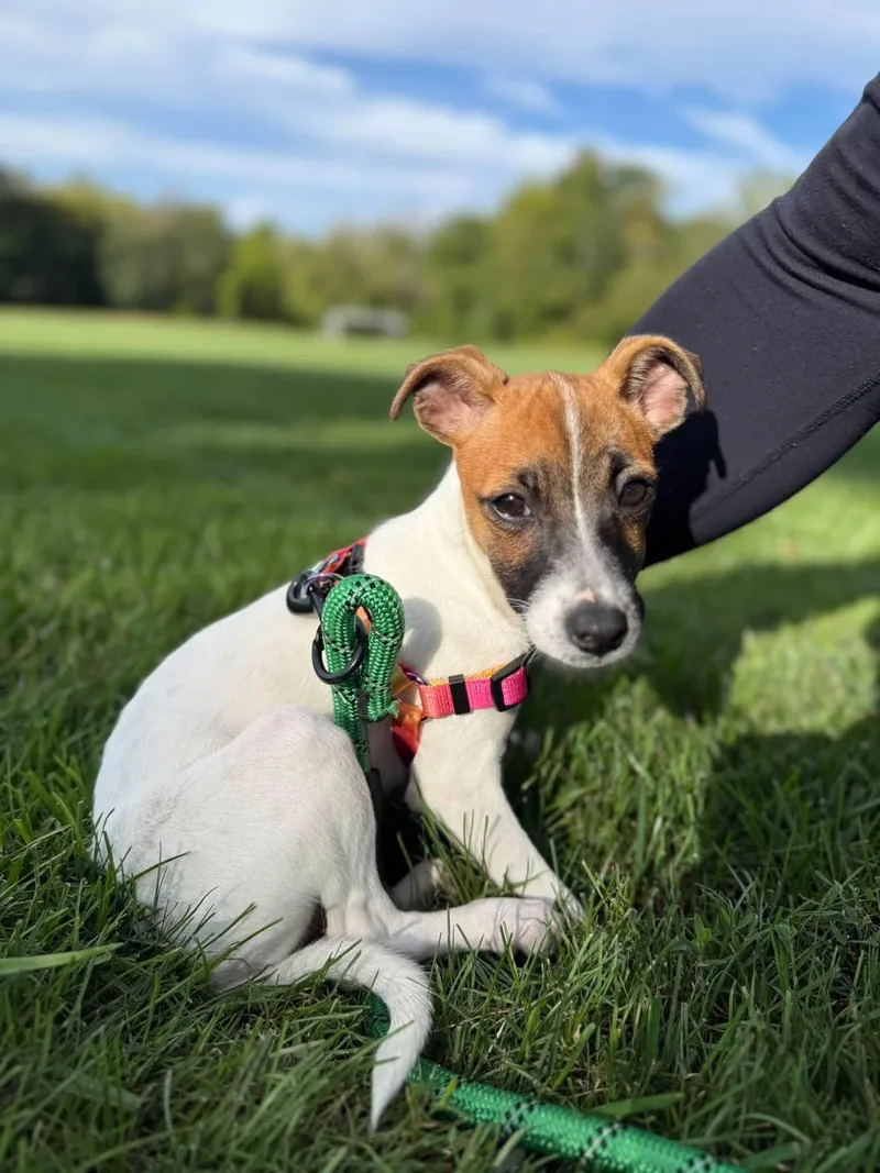 A baby small-sized female Jack Russell Terrier dog named Pippi Longstocking for adoption in Germantown, OH
