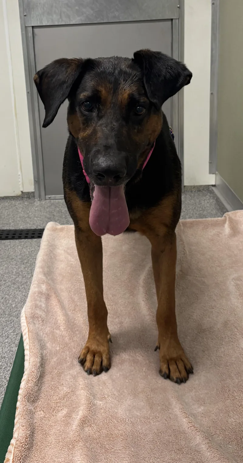 An adult large-sized male Coonhound dog named Max for adoption in Belleville, MI