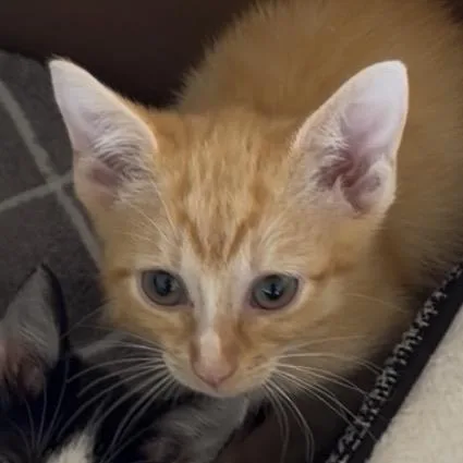 A baby small-sized male Orange / Red Domestic Short Hair cat named Velcro for adoption in Greensboro, NC