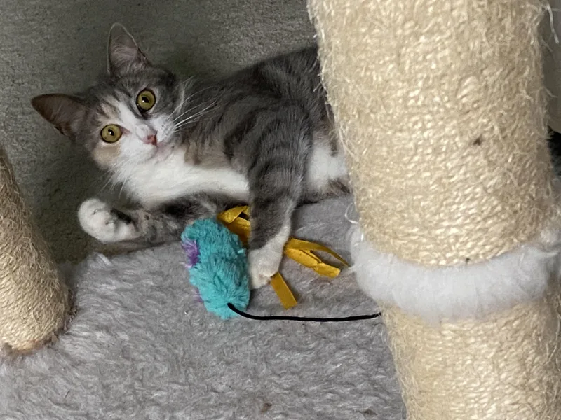 An adult medium-sized female Domestic Short Hair cat named Daisy for adoption in Columbus, GA
