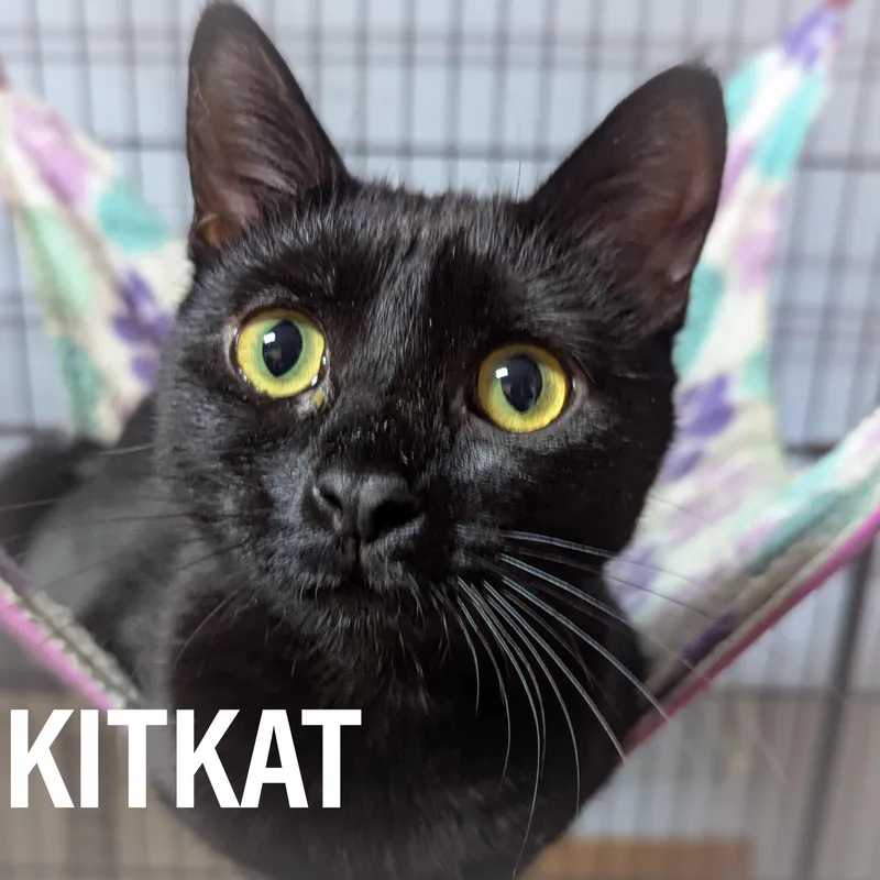 Kit Kat thumbnail 2