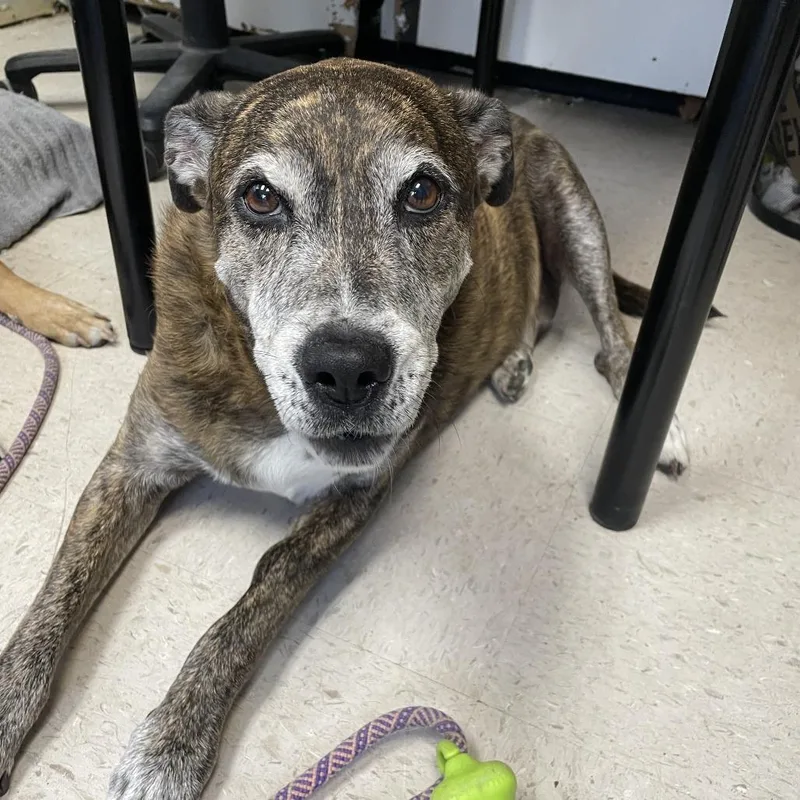 A senior medium-sized male Brown / Chocolate Terrier dog named Fred for adoption in Austin, TX
