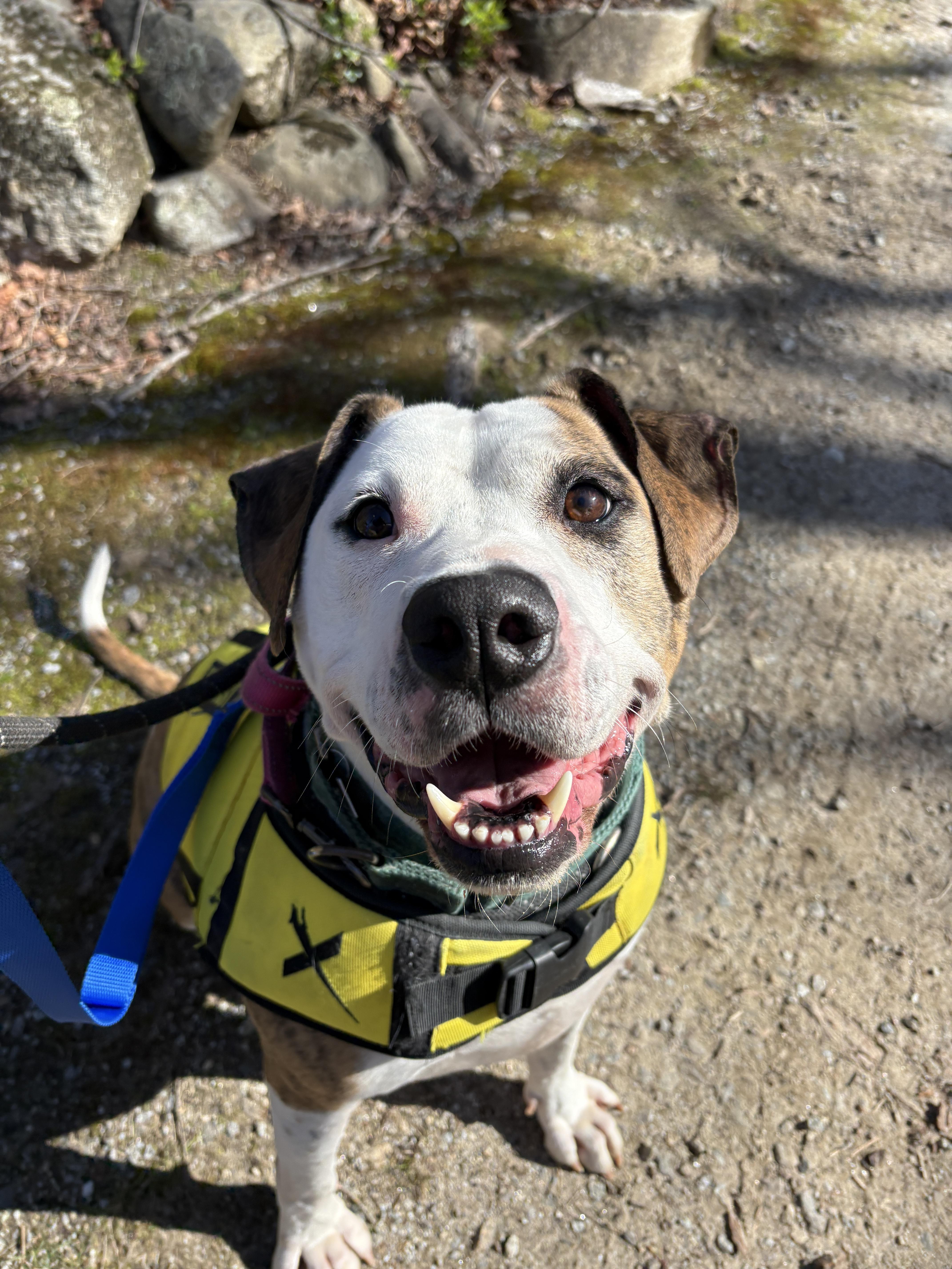 An adult large-sized male Bicolor American Bulldog dog named Boston for adoption in New Boston, NH