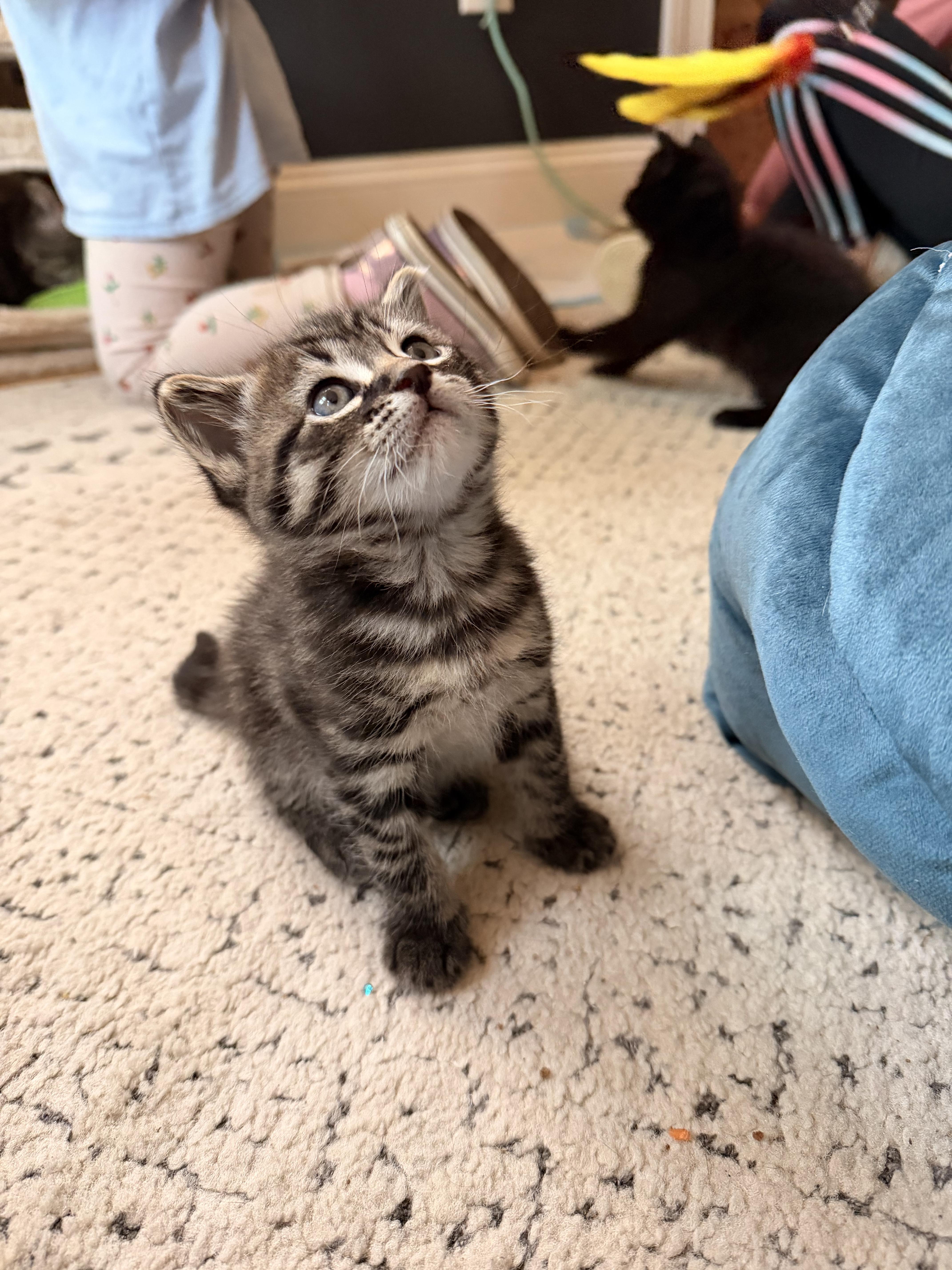 A baby medium-sized male Tabby (Brown / Chocolate) Domestic Short Hair cat named Bud for adoption in Haddon Heights, NJ