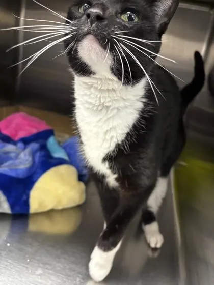 An adult medium-sized female Black & White / Tuxedo Domestic Short Hair cat named Haven for adoption in Georgetown, SC