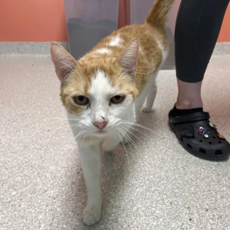 An adult medium-sized male Orange & White Domestic Short Hair cat named Toasty for adoption in Kansas City, KS
