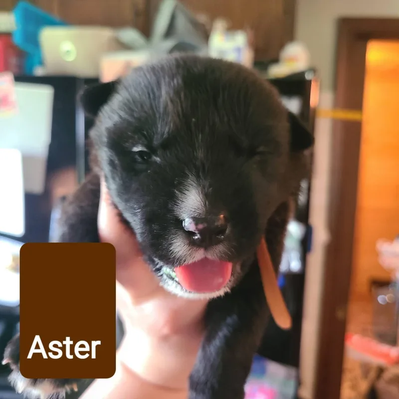 A baby medium-sized male Pit Bull Terrier dog named Aster for adoption in Pleasant Ridge, MI