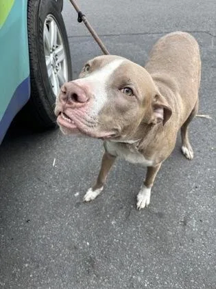 Roscoe