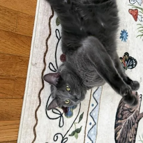 An adult large-sized female Domestic Short Hair cat named Smokey for adoption in St. Charles, IL