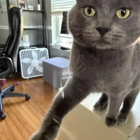 Smokey thumbnail 4