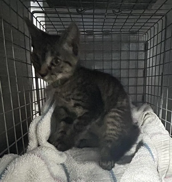 A baby small-sized female Domestic Short Hair cat named Sadie for adoption in Fort Myers, FL