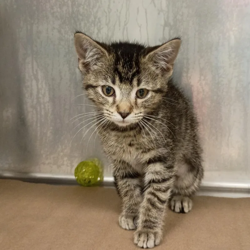 A baby small-sized female Brown / Chocolate Domestic Short Hair cat named Tiny for adoption in Greenville, SC