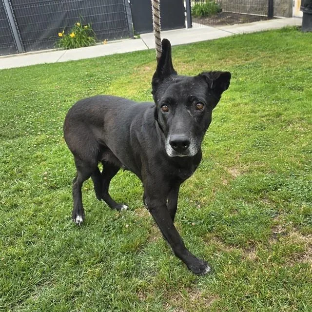 An adult large-sized female German Shepherd Dog dog named Chrysanthemum for adoption in Long Beach, CA