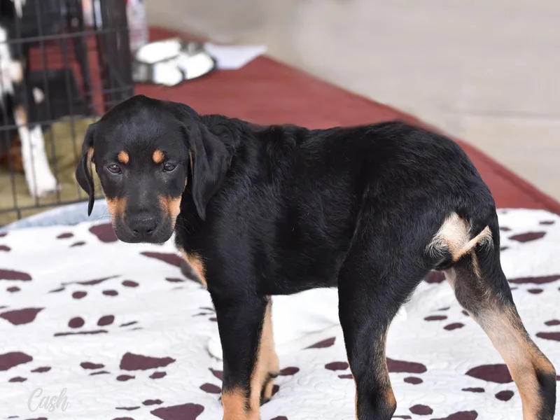 A baby medium-sized male Australian Cattle Dog / Blue Heeler dog named Cash for adoption in Montgomery, TX