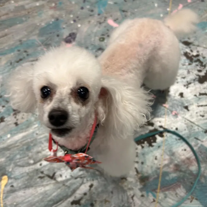 A senior small-sized female White / Cream Poodle (Toy) dog named Ruby for adoption in Coos Bay, OR