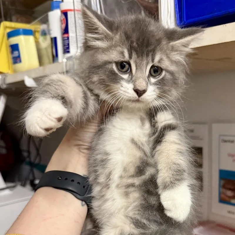 A baby small-sized male Gray / Blue / Silver Domestic Short Hair cat named Tom for adoption in Medina, OH