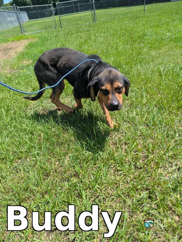 Buddy