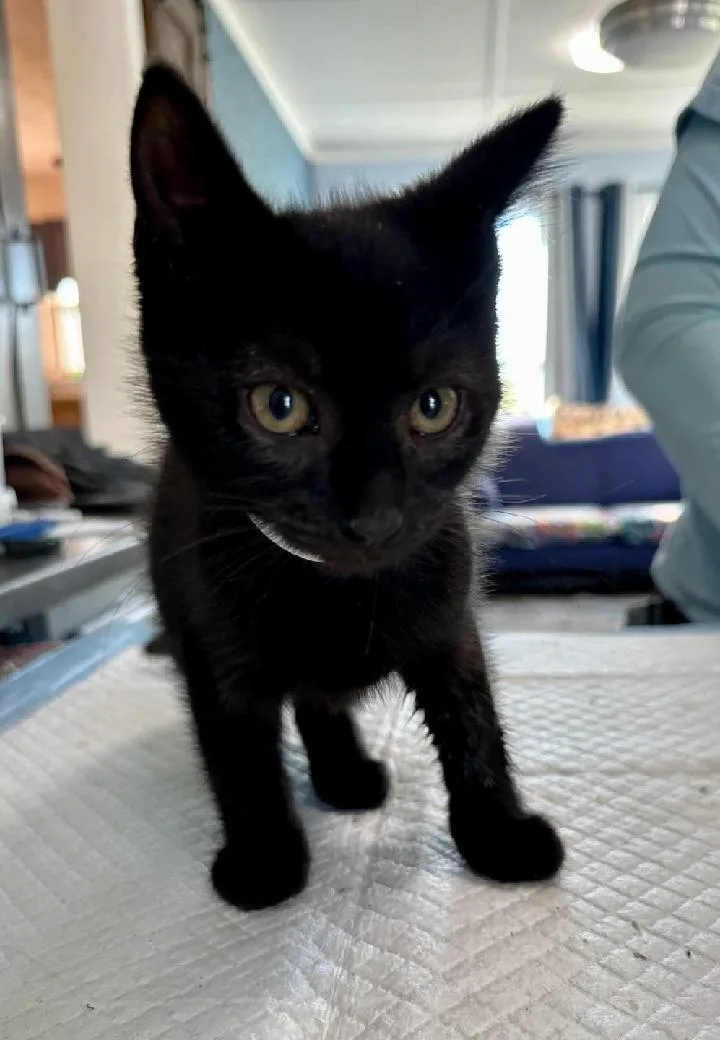 Merlin