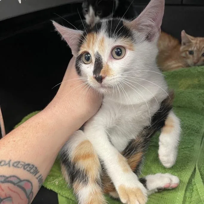A baby small-sized female Calico Domestic Short Hair cat named Berry for adoption in Port Charlotte, FL