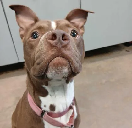 Ramalama thumbnail 2