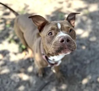 Ramalama thumbnail 3