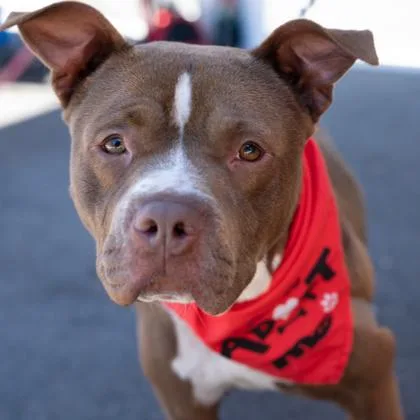 Ramalama thumbnail 4