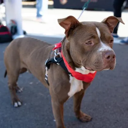 Ramalama thumbnail 5