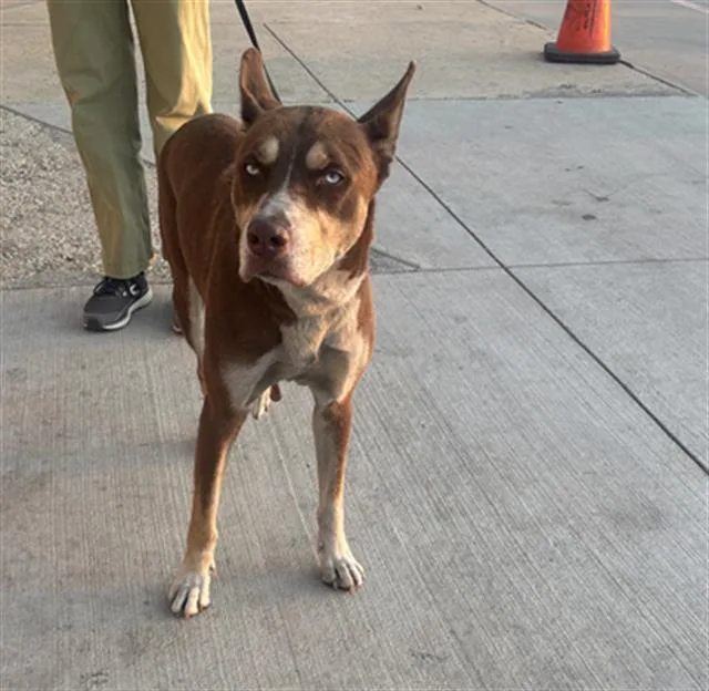 A young medium-sized male Mixed Breed dog named Bruno for adoption in Dallas, TX