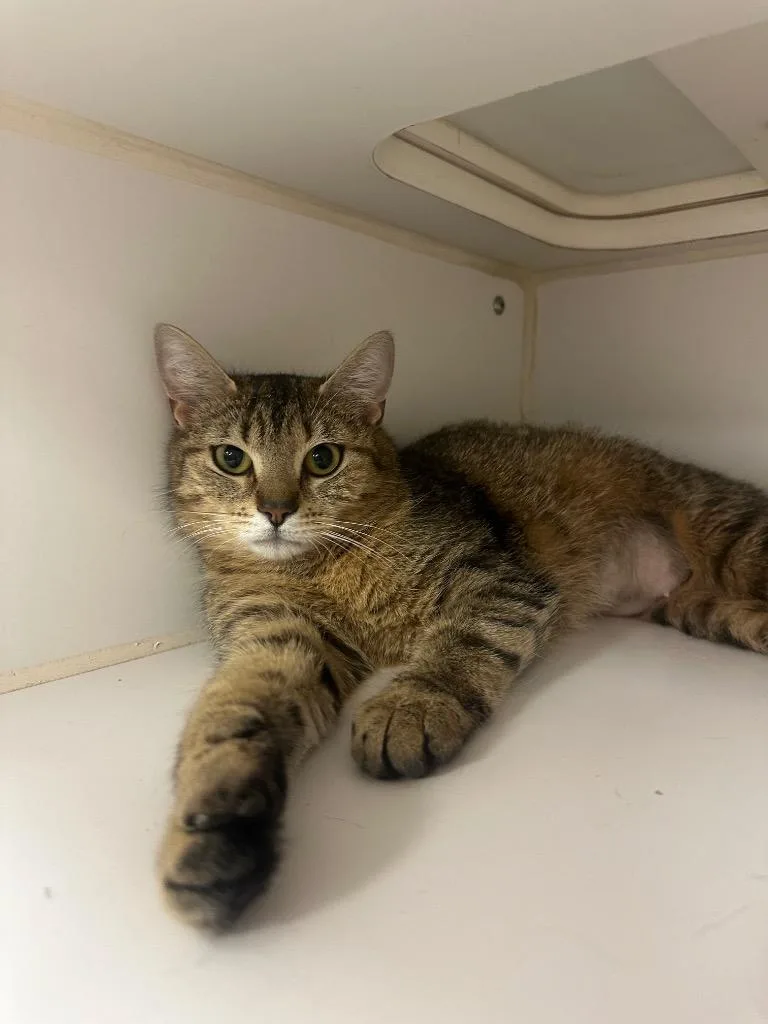 A young medium-sized female Domestic Short Hair cat named Pixel for adoption in Johnson City, TN