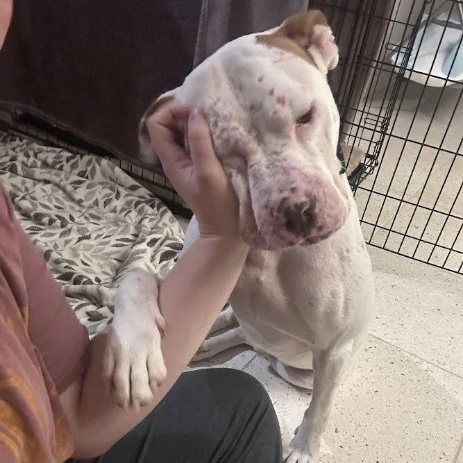 Hamilton Iv thumbnail 2