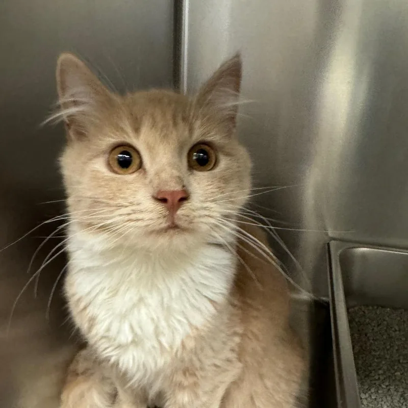 A young small-sized female Orange / Red Domestic Medium Hair cat named Pickles for adoption in International Falls, MN