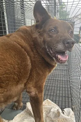 A senior large-sized female Labrador Retriever dog named Pretty for adoption in Dallas, TX