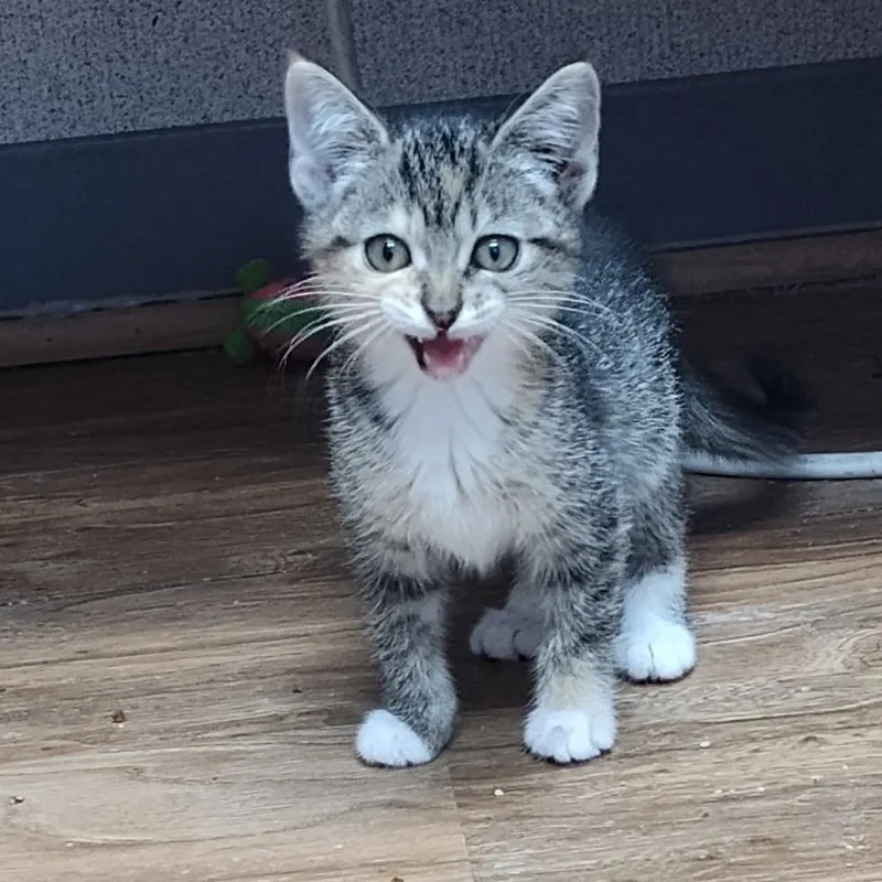 A baby small-sized female Domestic Medium Hair cat named Confetti for adoption in Bendena, KS