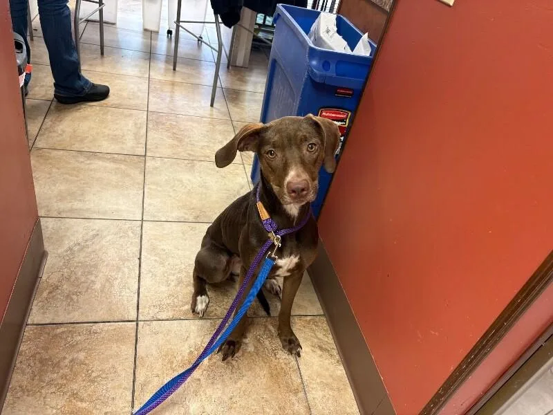 An adult large-sized female Brown / Chocolate Mixed Breed dog named Just a Friend for adoption in Cincinnati, OH