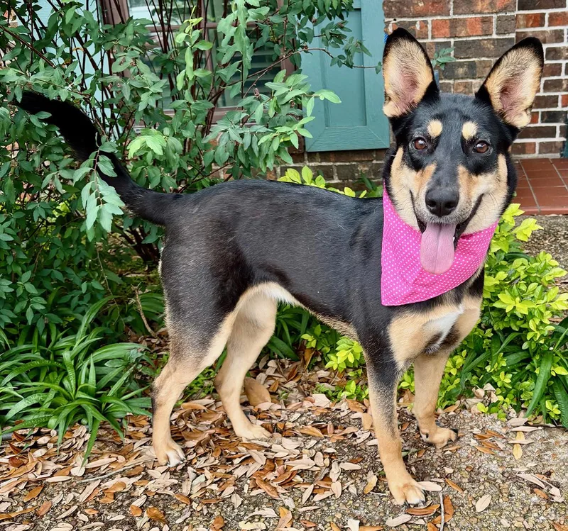 A young medium-sized female Black Australian Kelpie dog named Zora Love Bug for adoption in Cypress, TX