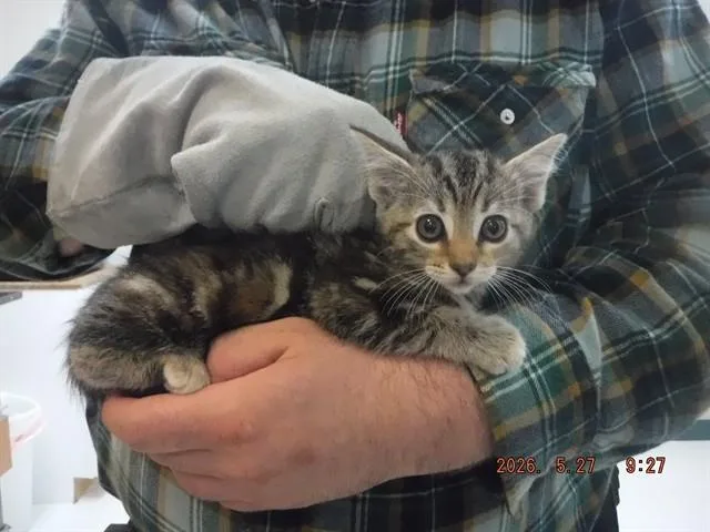 A baby small-sized female Domestic Short Hair cat named Faith for adoption in Oroville, CA