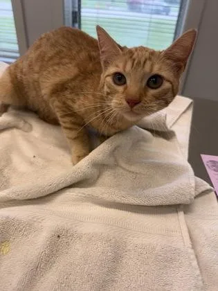 A young medium-sized female Domestic Short Hair cat named Tangerine for adoption in Lafayette, IN