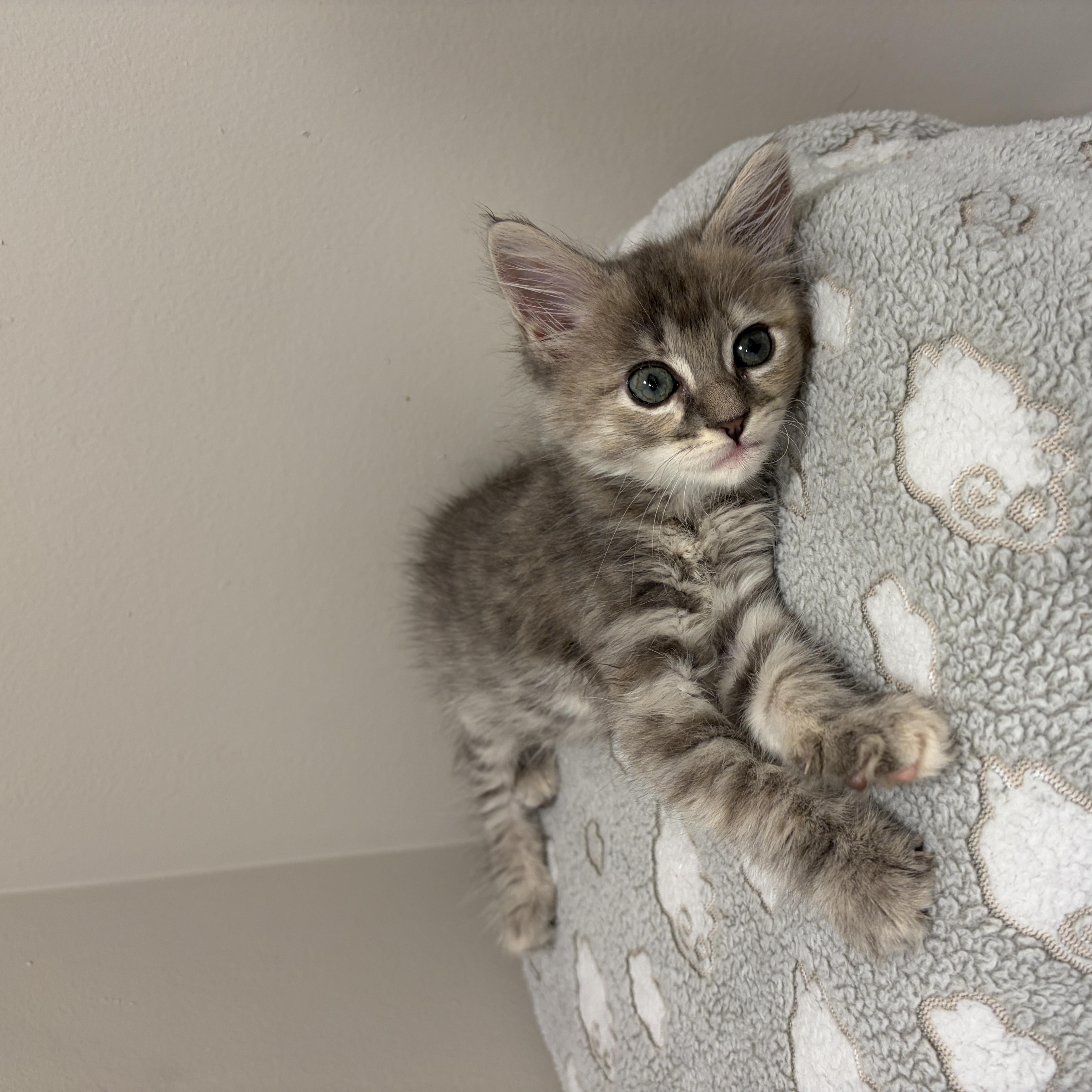A baby medium-sized female Dilute Tortoiseshell Domestic Medium Hair cat named Locket for adoption in Moriches, NY