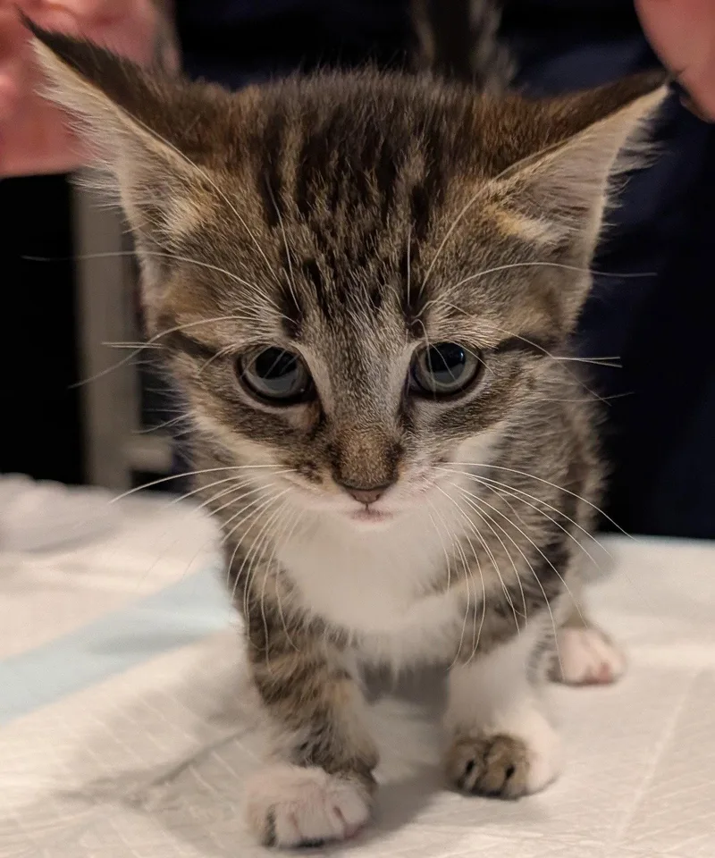 A baby medium-sized female Domestic Short Hair cat named Mystique .. for adoption in Apopka, FL