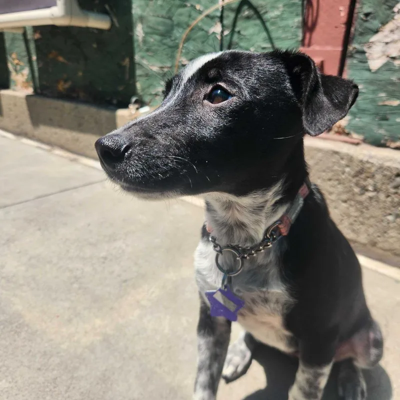 A baby medium-sized female Black Mixed Breed dog named Mabel for adoption in San Francisco, CA