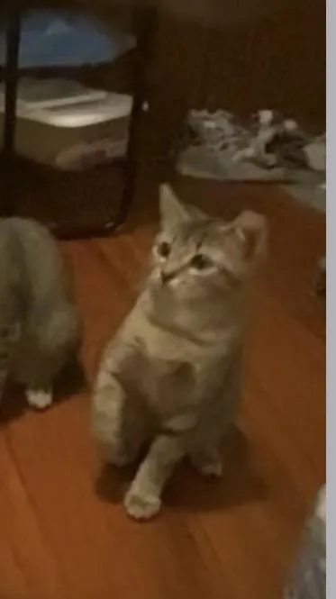 Piper Ii thumbnail 2