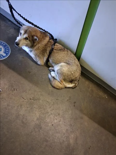 Nala